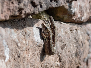 Viviparous lizard or common lizard (Zootoca vivipara) sunbathing in the brigth sun on the vertical rock wall in the garden