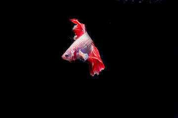 the beauty of white betta fish on a black background