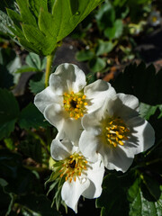 Close-up of strawberry flowers with visible frost damage in the center of the flower that turns...