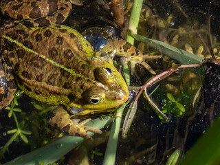 Close-up shot of a common water frog or green frog (Pelophylax esculentus) swimming in water among green leaves