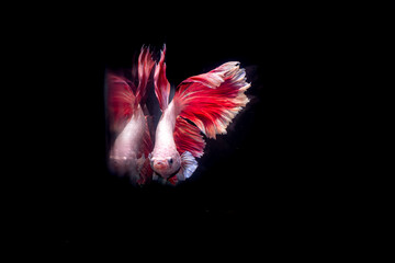 the beauty of white betta fish on a black background