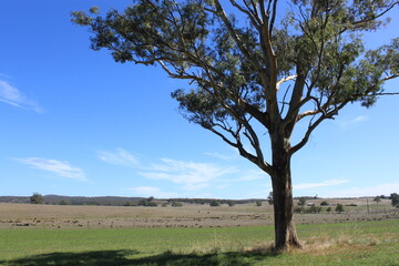 Fototapeta na wymiar tree in the field in Adelaide, Australia