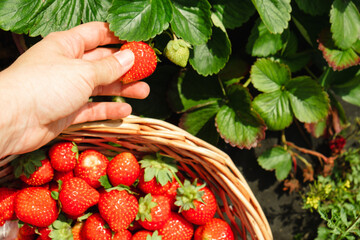 Red Strawberry in hand in green leaves