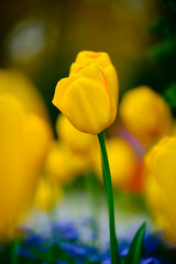 Obraz premium Yellow Tulips Ablaze, Spring's Golden Embrace, A Field of Spring Smiles, Hope Blooms in Yellow, Dance of Golden Petals, Spring's Happy Hue