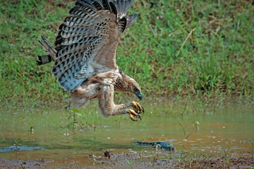 Changeable hawk-eagle (Nisaetus cirrhatus) catch small monitor lizard