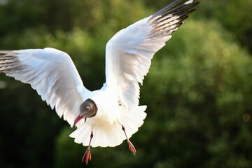white stork in flight