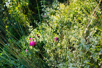 A green wall with grasses, green herbs, pink flowers and shrubs photographed against the sun.