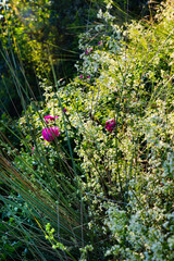 A green wall with grasses, green herbs, pink flowers and shrubs photographed against the sun.
