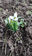 spring snowdrop flower