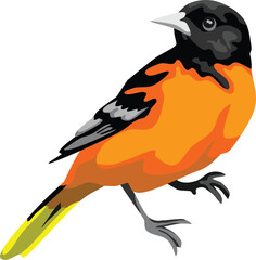 Baltimore Oriole Bird Animal Vector