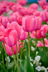 Blush of Tulips, Pink Tulips in Bloom, Whispers of Pink Spring, Dream in Pink Tulips, Pink Tulip Explosion, Tulips in Pink Paradise