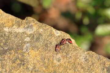 Fire beetles in the summer on a stone