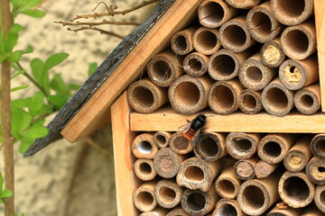 wild bee flying in front of insect shelter