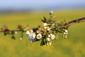 The branch of a blossoming tree. Cherry tree in white flowers in Germany