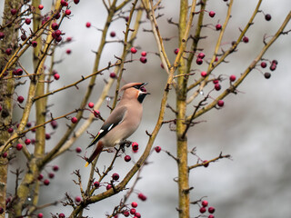 A Waxwing Feeding on Berries