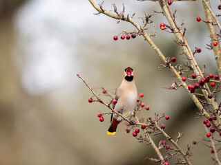 A Waxwing Feeding on Berries