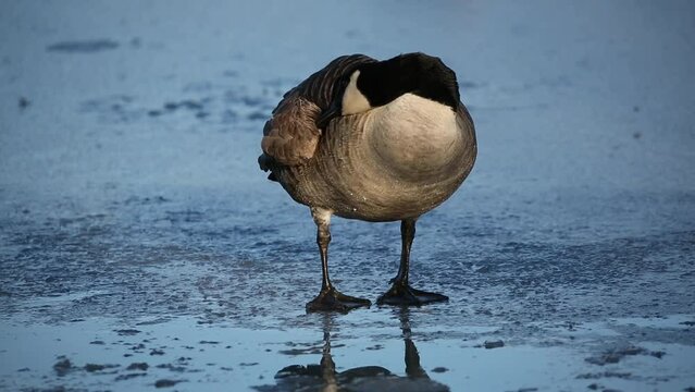 canada goose grooming itself while standing on ice in frozen lake pond creek (nyc wildlife avian bird) cold winter daytime blue icy water