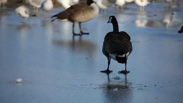 canada goose flapping wings while standing on frozen ice on a pond, prospect park lake, brooklyn  (geece walking on icy water in winter)
