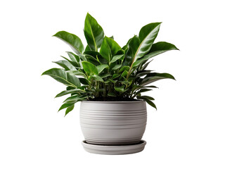  ZZ Plant in the pot isolated on a transparent background