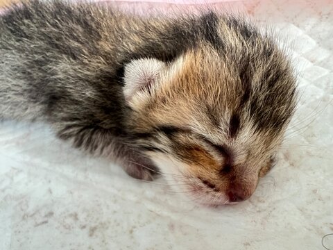 cute new born kitten Has stripes like a tiger. The kitten hasn't opened its eyes yet. sleeping on hand.