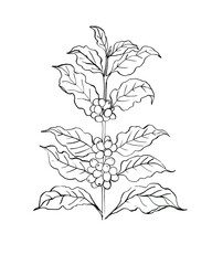 Coffee branches with leaves, flowers and berries. Black ink drawing on a white background.