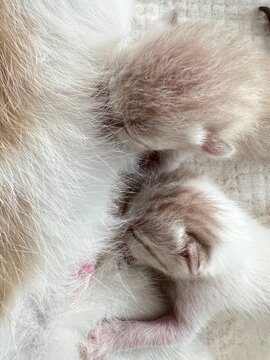 Top view of cute new born kitten. cute new born kitten Has stripes like a tiger. The kitten hasn't opened its eyes yet. sleeping on hand.