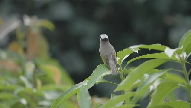 Light-vented Bulbul Bird Pearched on Leaf and Looking Around, Close Up