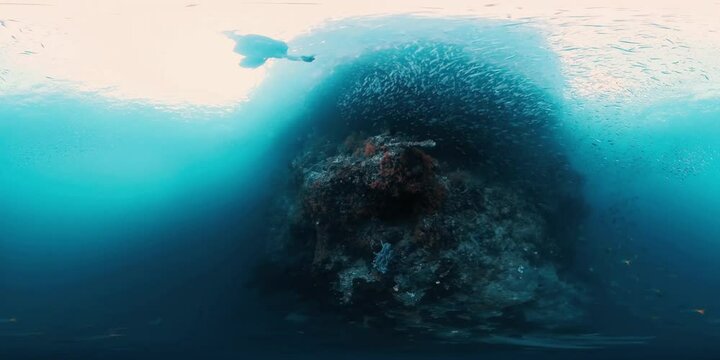 360VR underwater footage of the freediver swimming alone near the vivid coral reef among the fish in the tropical sea in West Papua, area of the island of Misool, Raja Ampat, Indonesia