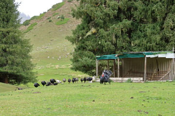 landscape near Jeti Oguz gorge with yurts and green meadows on a cloudy day