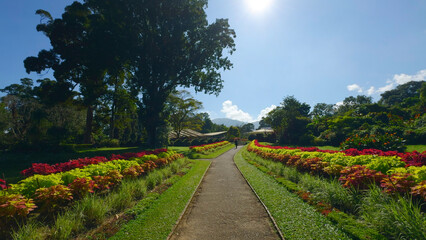 Beautiful path with neat colorful bushes. Action. Beautiful view of path with colorful bushes and...