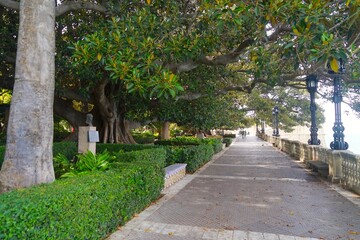huge and old ficus tree at the promenade along the Atlantic Ocean in the Alameda Hermanas Carvia Bernal y Clara Campoamor Garden in Cadiz, Andalusia, Spain