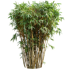 Bamboo Bush transparent PNG 