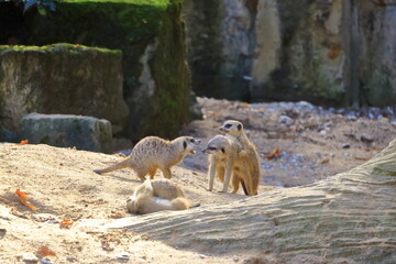 Young meerkats are playfully interacting with each other