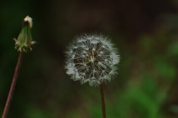 flowers found in Eswatini africa