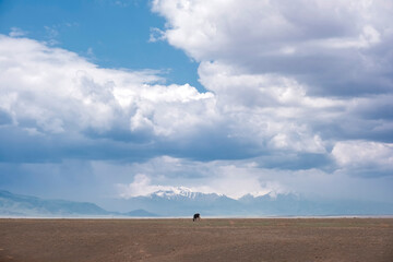 A lonely cow in a wide steppe or prairie against the backdrop of mountains and a beautiful sky with clouds