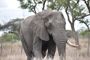 Fototapeta premium The African bush elephant, also known as the African savanna elephant