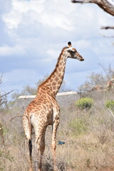 The giraffe is an African artiodactyl mammal, the tallest living terrestrial animal and the largest ruminant.