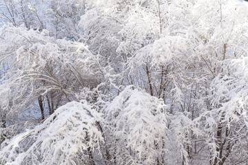 Snow-covered trees after a blizzard and a walkway top view. Fluffy snow on the trees after a snowfall. Winter forest.