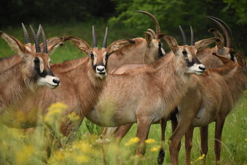 The impala is a medium-sized antelope found in eastern and southern Africa - obrazy, fototapety, plakaty