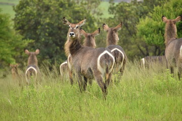 Naklejka na ściany i meble The common eland, also known as the southern eland or eland antelope
