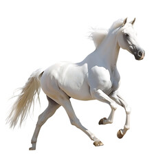 Obraz na płótnie Canvas Beautiful White Horse isolated on white background, 