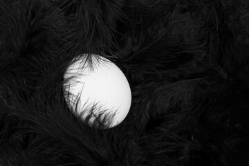 Abstract trendy background of fluffy black feathers with a white egg. White egg in a black soft and...