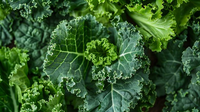background of Kale. Concept Healthy eating, Leafy greens, Nutrient-rich, Superfood, Culinary uses