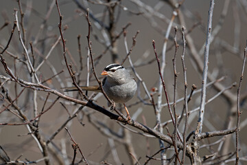 White crowned sparrow on a branch. It is a species of passerine bird native to North America.  A mature bird has a grey face and black and white streaking on the upper head.