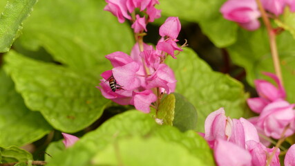 Fototapeta premium Purple-pink flower closeup
