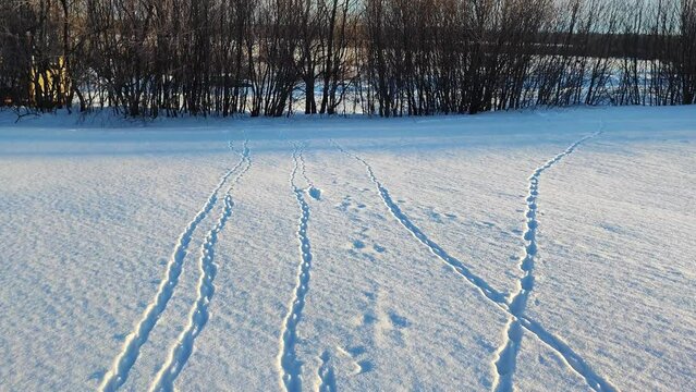 bird tracks in the snow