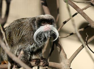 Kaiserschnurrbarttamarin - Emperor tamarin