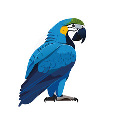 blue and yellow macaw