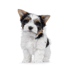 Cute Biewer Terrier dog puppy, standing facing front with tail fierce up. Looking towards camera....