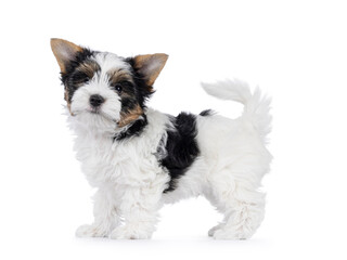 Cute Biewer Terrier dog puppy, standing side ways with tail fierce up. Looking towards camera. Isolated on a white background.